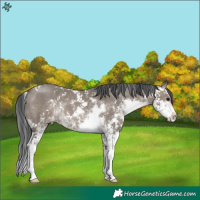 Horse Color:Grullo Sabino 