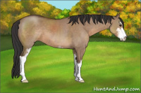 Horse Color:Bay Dun Sabino 