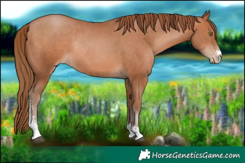 Horse Color:Brown Pearl Sabino Rabicano