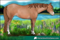 Horse Color:Brown Pearl Sabino Rabicano 