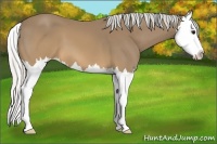 Horse Color:Silver Buckskin Splash