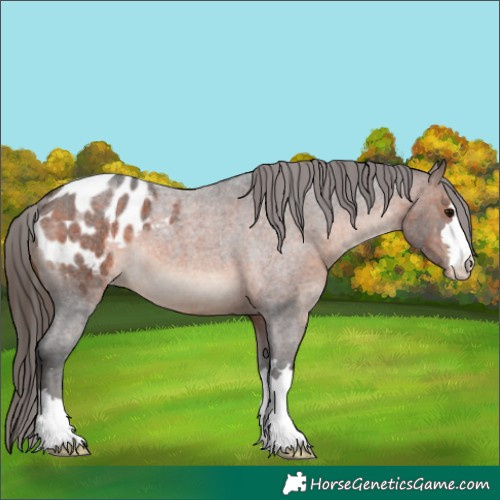 Horse Color:Brown Roan Appaloosa 