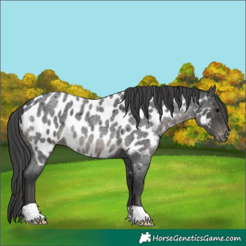 Horse Color:Blue Roan Near Leopard