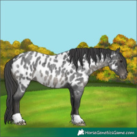 Horse Color:Blue Roan Appaloosa