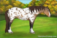 Horse Color:Buckskin Dun Sabino Appaloosa 