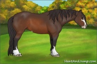 Horse Color:Buckskin Sabino
