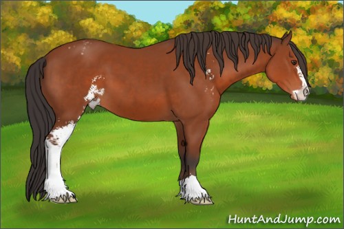 Horse Color:Brown Sabino Varnish 