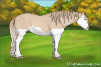 Horse Color:Perlino Splash 