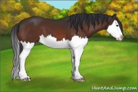 Horse Color:Brown Sabino Splash 