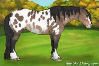 Horse Color:Brown Dun Sabino Blanket 