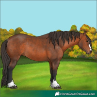 Horse Color:Bay Rabicano 