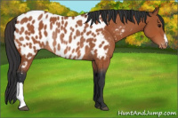 Horse Color:Bay Appaloosa Rabicano 
