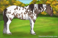 Horse Color:White Spotted Brown Dun Tobiano Appaloosa 