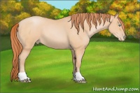 Horse Color:Buckskin Pearl 
