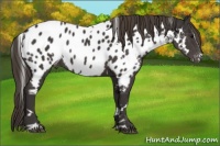 Horse Color:White Spotted Smoky Black Sabino Appaloosa 