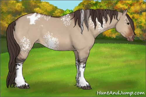 Horse Color:White Spotted Bay Dun Varnish