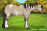 Horse Color:White Spotted Bay Dun Varnish 