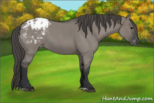Horse Color:Grullo Roan Blanket