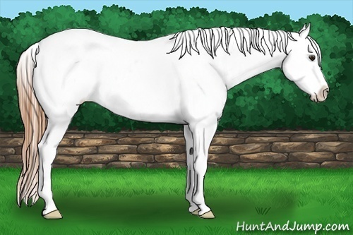 Horse Color:Red Dun Roan Appaloosa Rabicano 