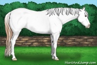 Horse Color:Red Dun Roan Snowcap Rabicano
