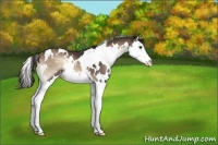 Horse Color:White Spotted Liver Red Onyx Splash 