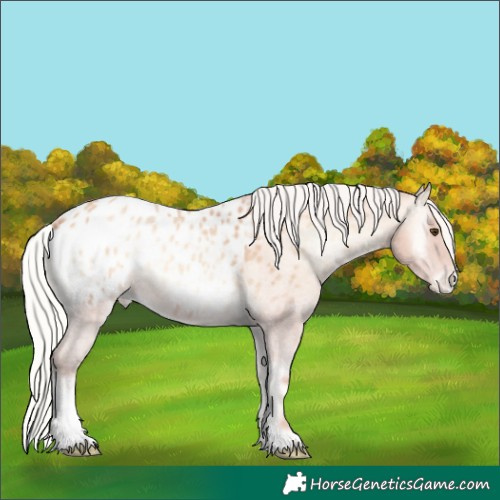 Horse Color:Silver Amber Champagne Roan Onyx Blanket