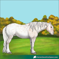 Horse Color:Silver Amber Champagne Roan Onyx Appaloosa 