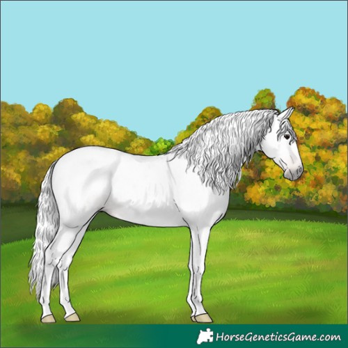 Horse Color:Gray Buckskin Tobiano 