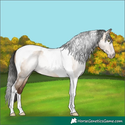 Horse Color:Gray Amber Champagne Dun Tobiano Brindle 
