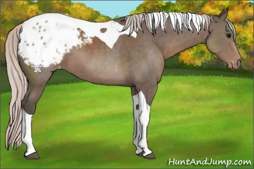 Horse Color:Silver Black Tobiano Appaloosa 