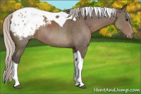 Horse Color:Silver Black Tobiano Blanket 