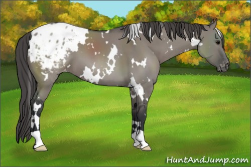 Horse Color:White Spotted Grullo Appaloosa 