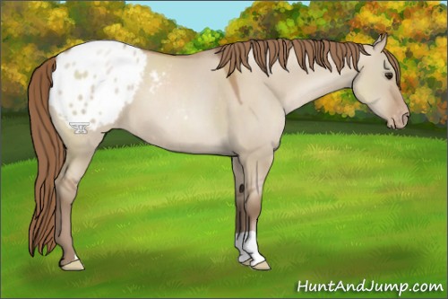 Horse Color:Grullo Pearl Appaloosa 