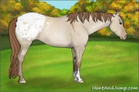 Horse Color:Grullo Pearl Appaloosa 