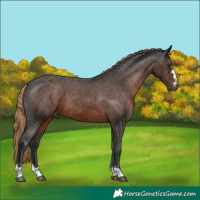 Horse Color:Gray Liver Chestnut Varnish 