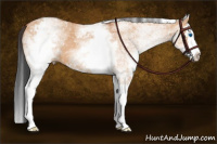 Horse Color:White Spotted Bay Dun Splash 