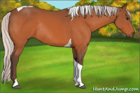 Horse Color:Silver Bay Tobiano Rabicano