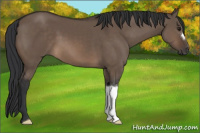 Horse Color:Brown Dun 