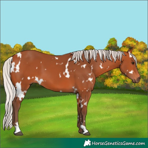 Horse Color:White Spotted Silver Bay