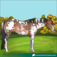 Horse Color:White Spotted Brown Sabino Rabicano 