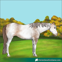 Horse Color:White Spotted Bay Dun Appaloosa 