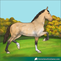 Horse Color:Buckskin Dun 