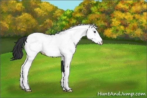 Horse Color:White Spotted Black 