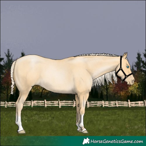 Horse Color:Palomino Roan Pearl and Palomino Roan Pearl