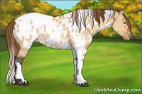 Horse Color:White Spotted Buckskin Dun Appaloosa 
