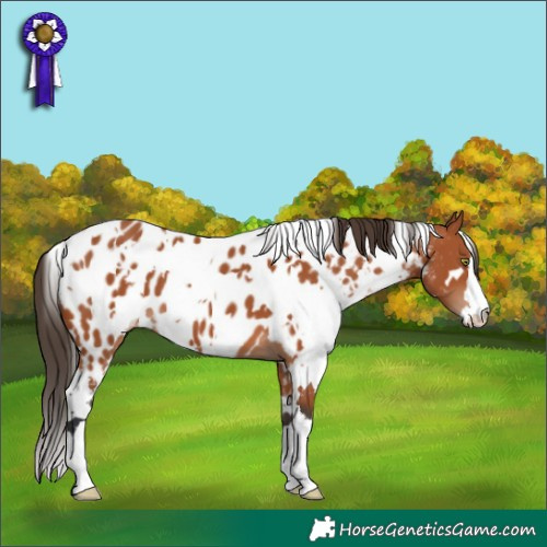 Horse Color:White Spotted Bay Appaloosa 