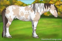 Horse Color:White Spotted Sable Champagne Dun 