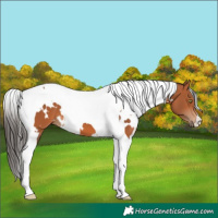 Horse Color:White Spotted Bay Tobiano