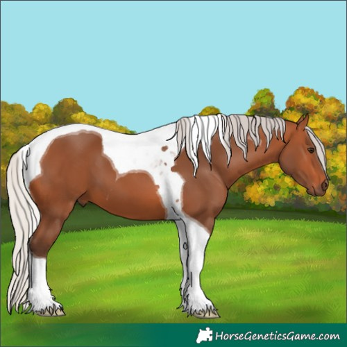 Horse Color:Silver Bay Tobiano 