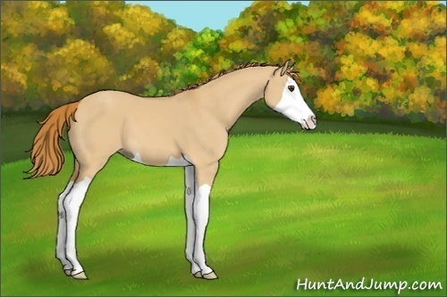 Horse Color:Red Dun Splash 